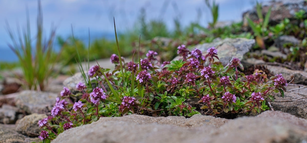 Kriechender Thymian Kräutersamen