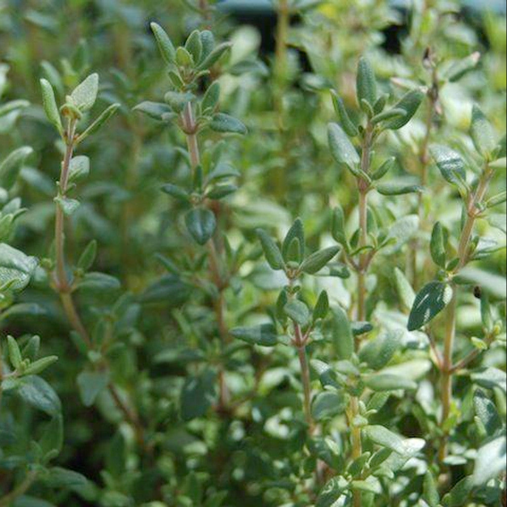 Lemon Thyme Herb Seeds