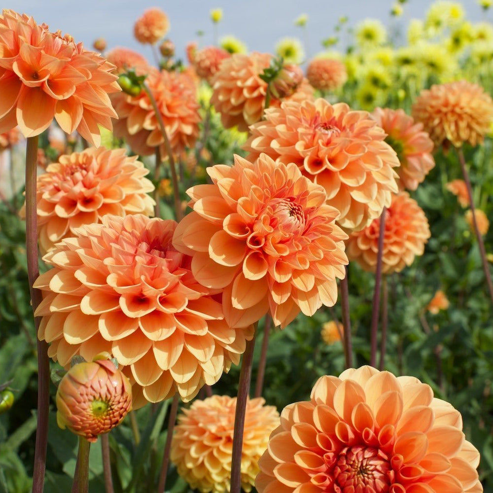 Dahlia Flower seeds for Planting - Seasonal Bloomer, Heirloom & GMO Free Seeds for Home Garden
Sale for planting in home garden