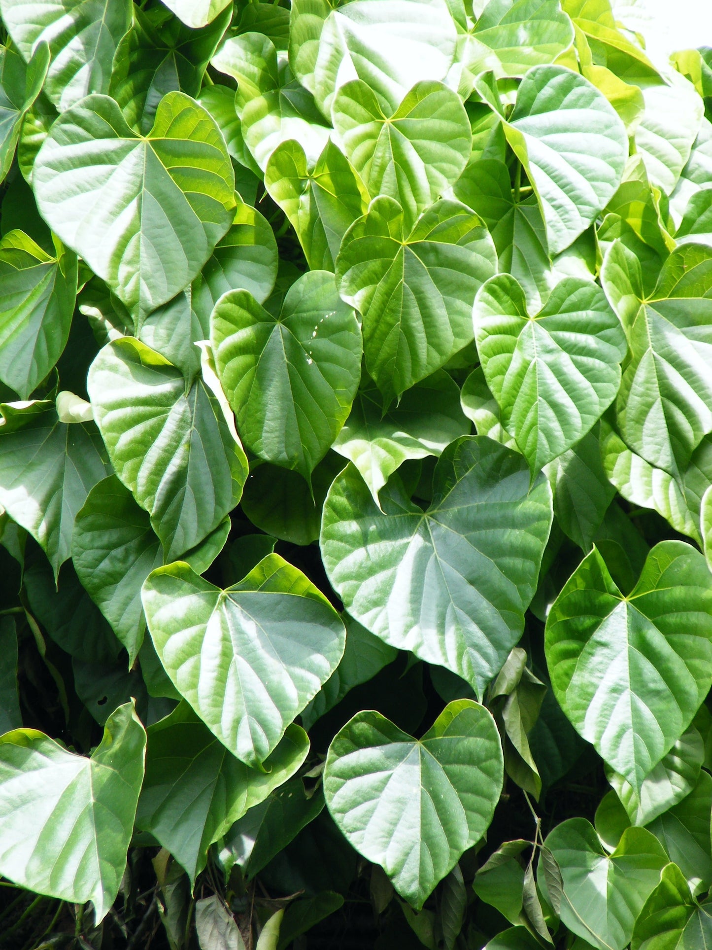 Tinospora Plant Seeds for Easy Herbal Planting