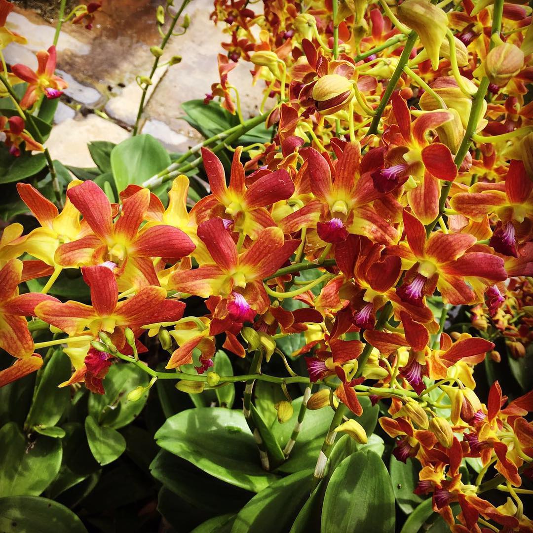 Brown Dendrobium Flower seeds for Planting Shade Tolerant Heirloom & GMO Free Seeds for Home Garden
Sale seeds for home garden planting