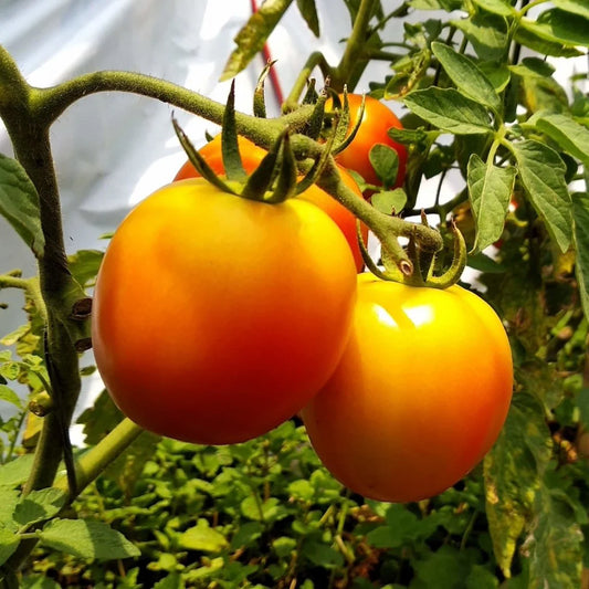 Golden Jubilee Tomato Seeds for Planting – Heirloom, Non-GMO, Easy to Grow, Annual