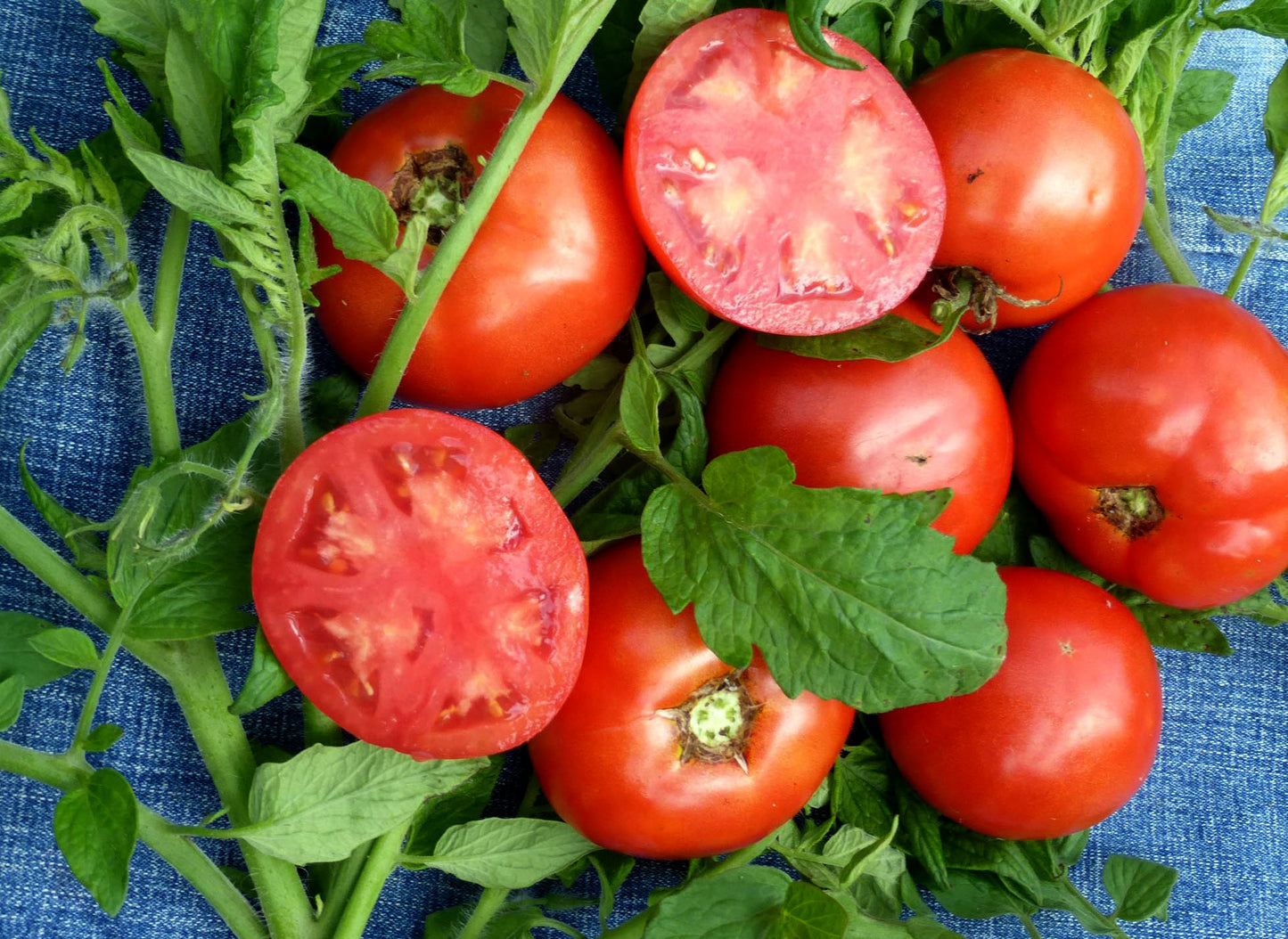 バージニアスイーツ トマト 野菜の種