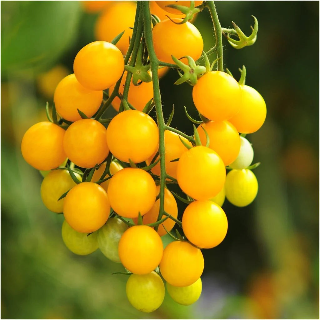 Gelbe Kirschtomaten-Gemüsesamen