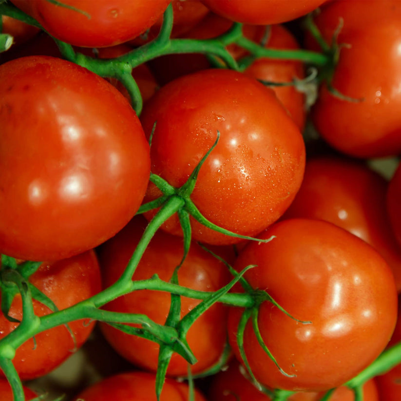 Jet Star Tomato Vegetable Seeds