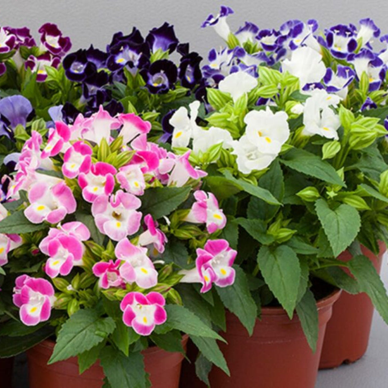 Torenia Fournieri Flower Seeds