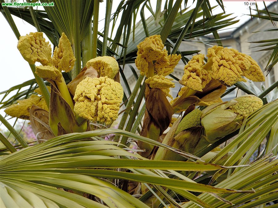 Trachycarpus Fortunei Flower Seeds