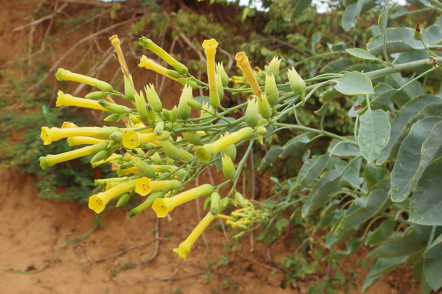 Tree Tobacco (Nicotiana glauca) - Yellow Trumpet Flower Herb Shrub Seeds