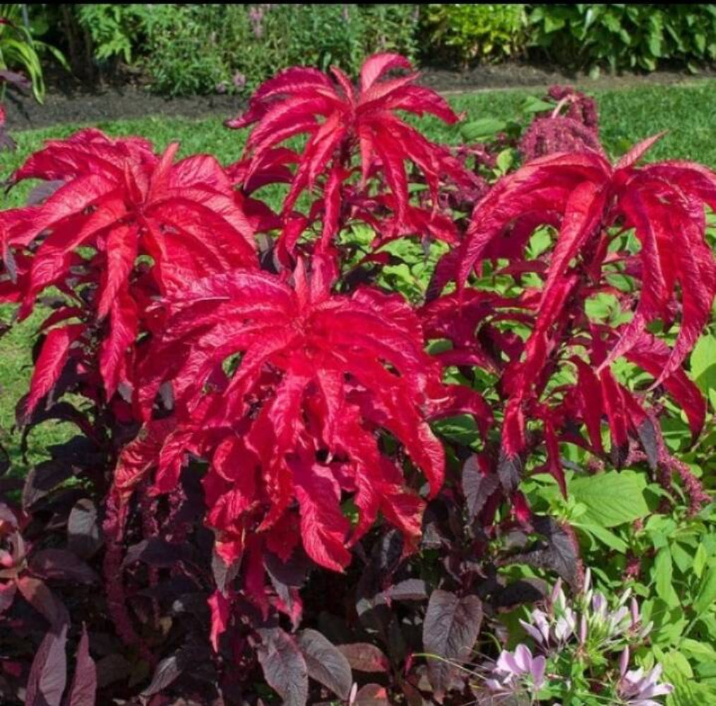 Amaranthus Molten Fire Seeds - Vibrant Red & Orange Flowering Plant for Dramatic Garden Displays