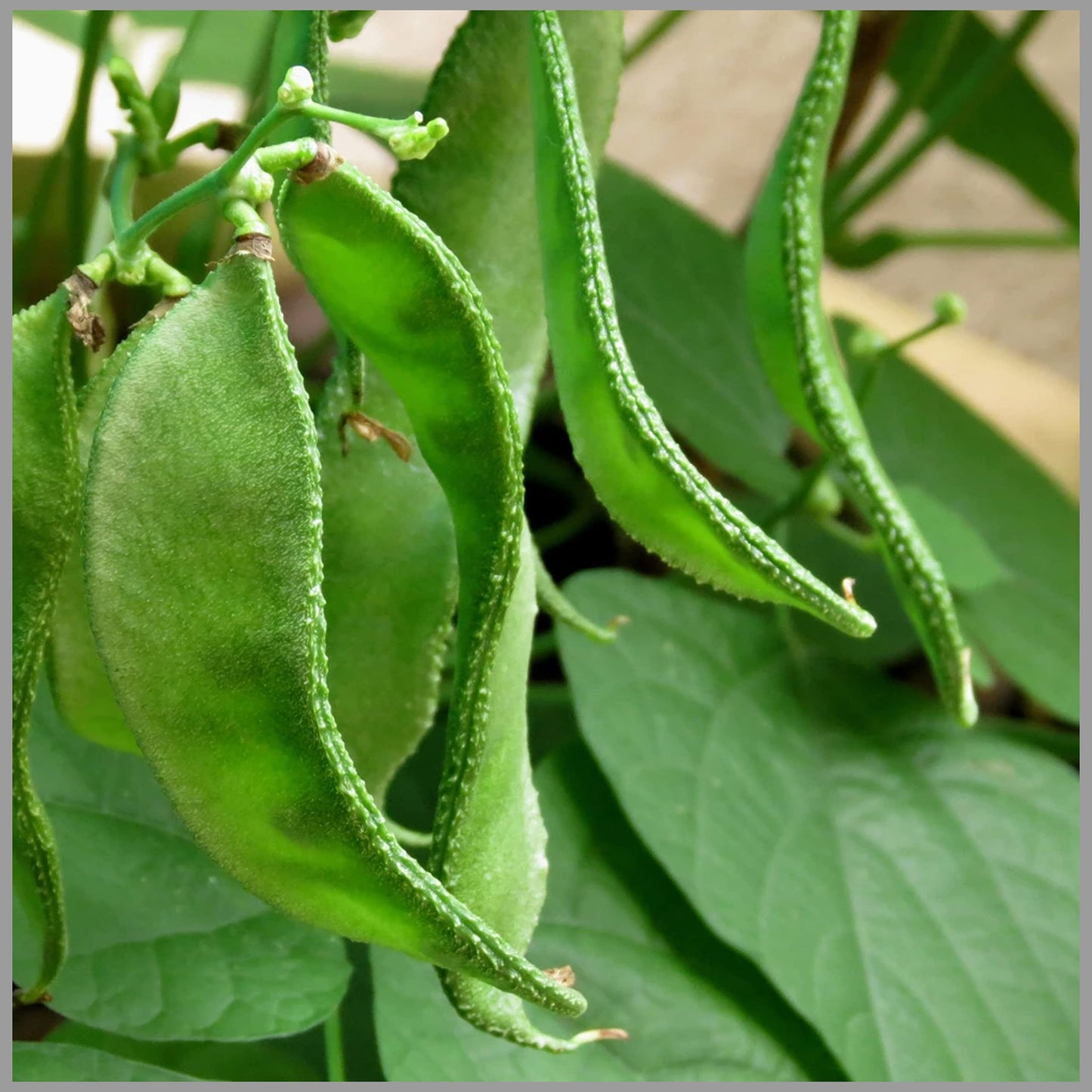 Broad Tripoli Bean Seeds – Premium Quality for Successful Planting