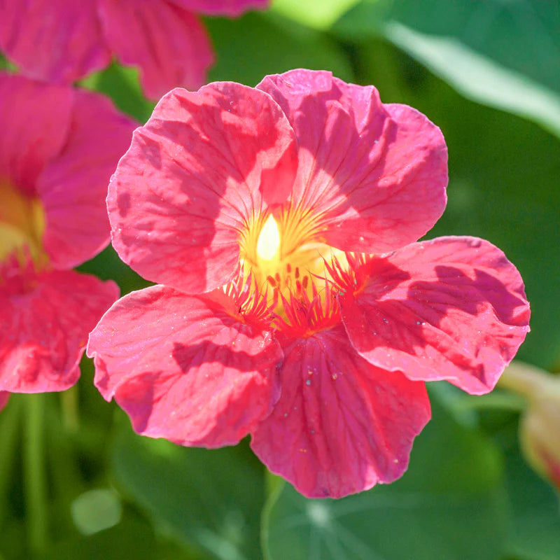 Cherry Rose Jewel Nasturtium Flower Seeds for Planting – Heirloom, Non-GMO, Edible, Annual Blooms