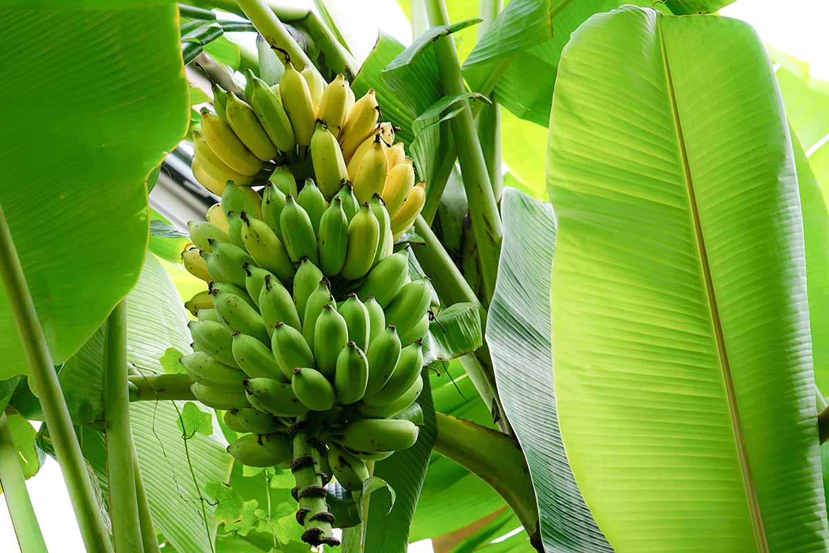Tropical Banana Seeds for Planting - Cultivate Sweet Bananas at Home!