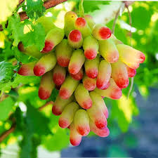 Manicure Finger Grape Fruit Seeds for Planting Grow Sweet Grapes in Your Garden