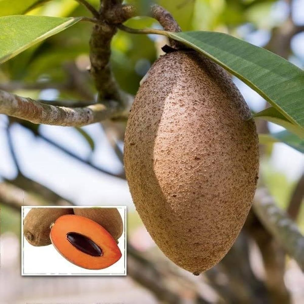 Sapodilla Manilkara zapota Fruit Seeds for Planting in Tropical Garden and Orchard