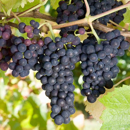 Merlot Grape Seeds for Planting - Grow Your Own Wine Grapes