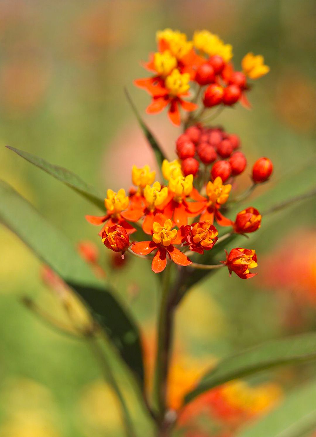 Bloodflower Milkweed Flower Seeds