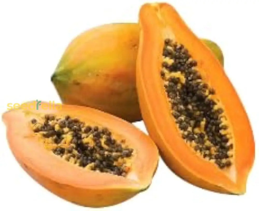 Orange Papaya Seeds for Planting Grow Your Own Fruit