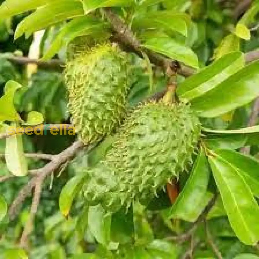 Green Soursop Seeds for Easy Planting Grow Exotic Fruit at Home