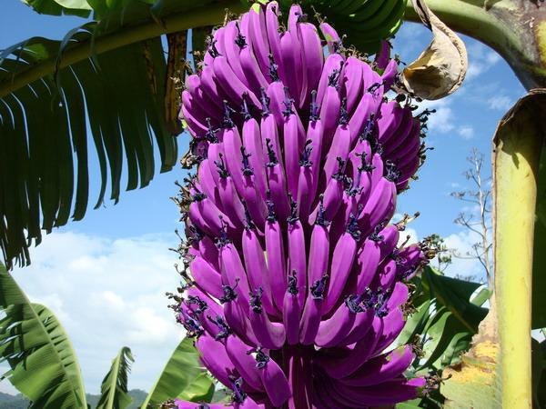 Planting Violet Banana Fruit Seeds