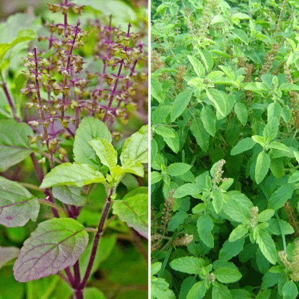 Sacred Tulasi Herb Seeds for Planting