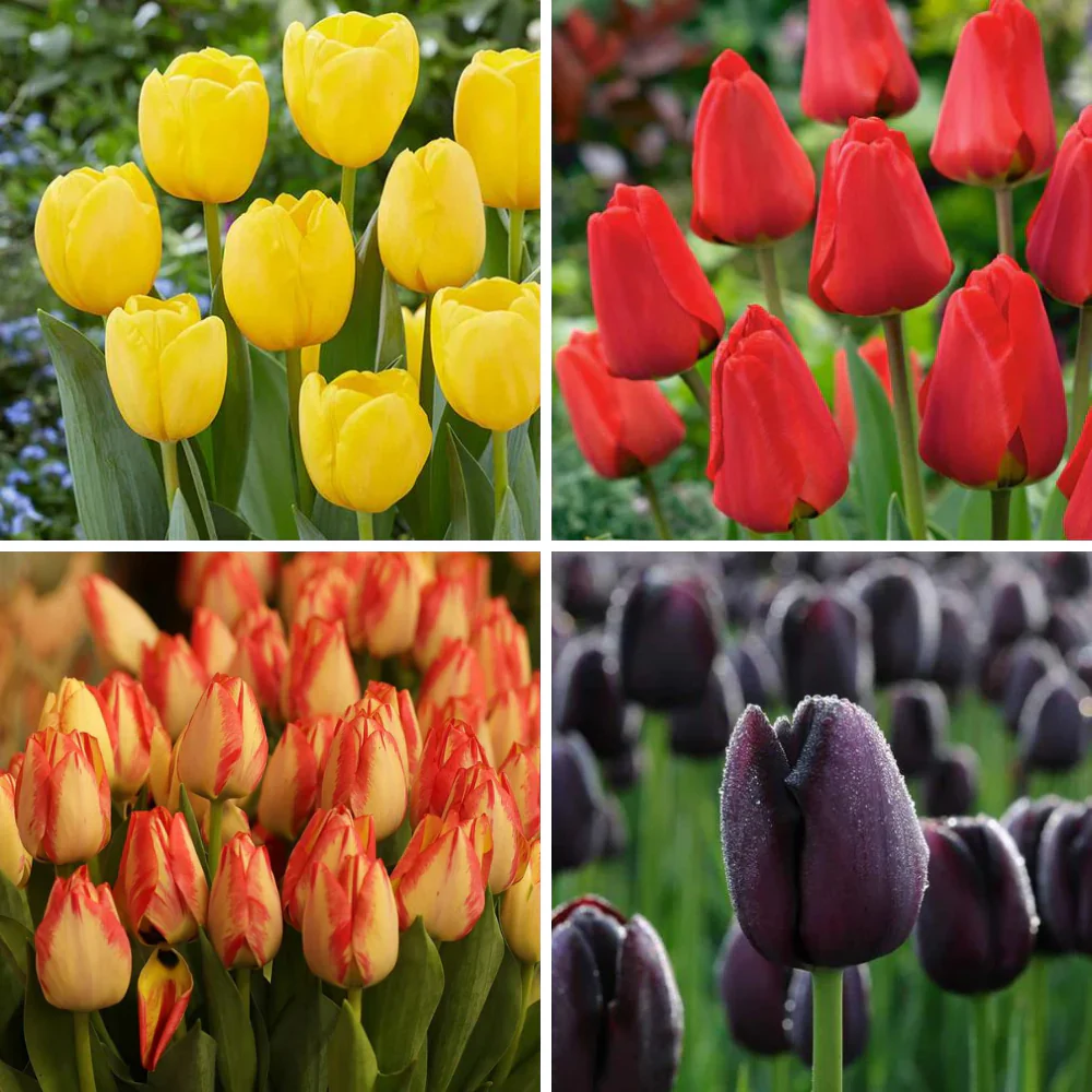 Tulpenblumensamen