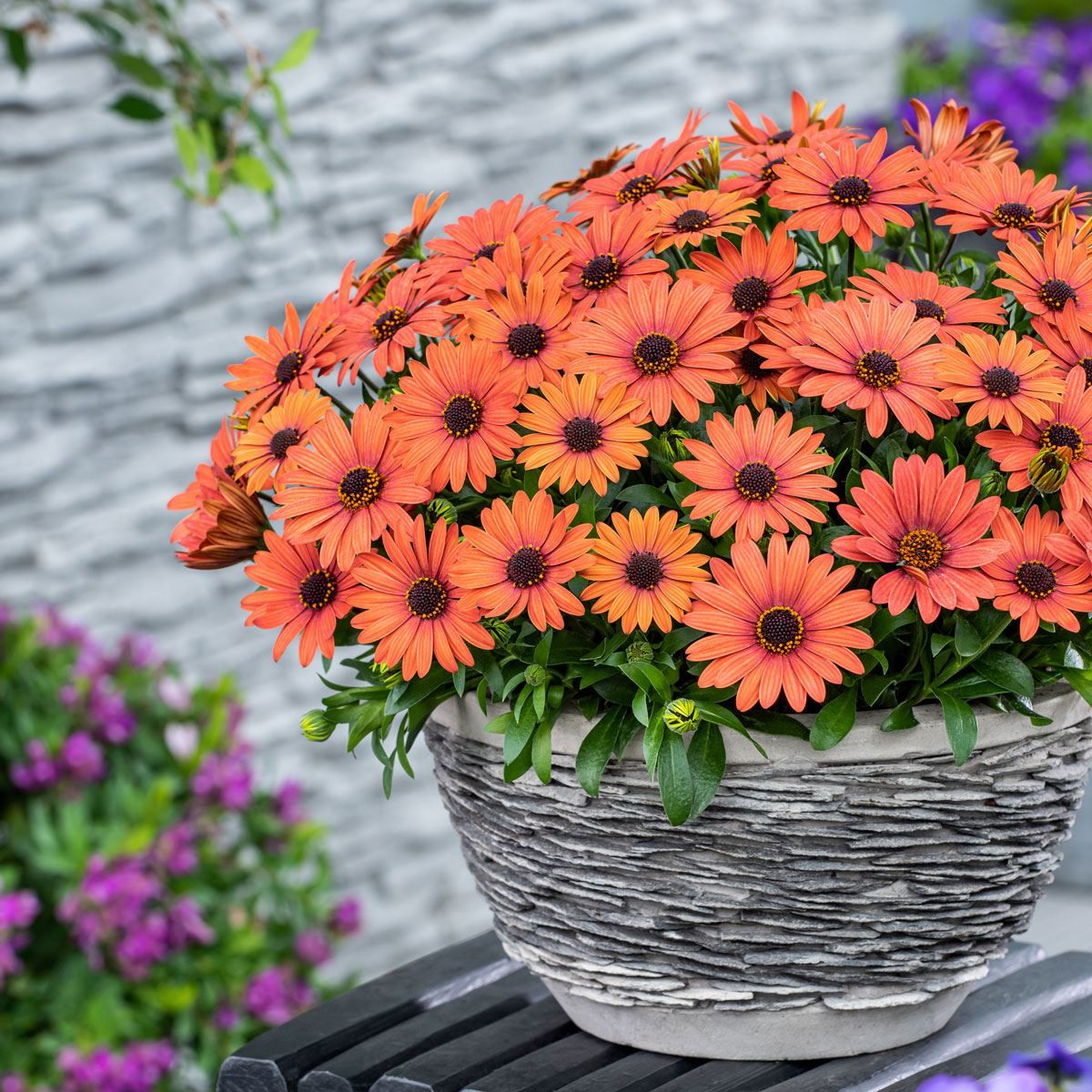 planting osteospermum seeds Orange and Blue William Osteospermum Flower seeds for P