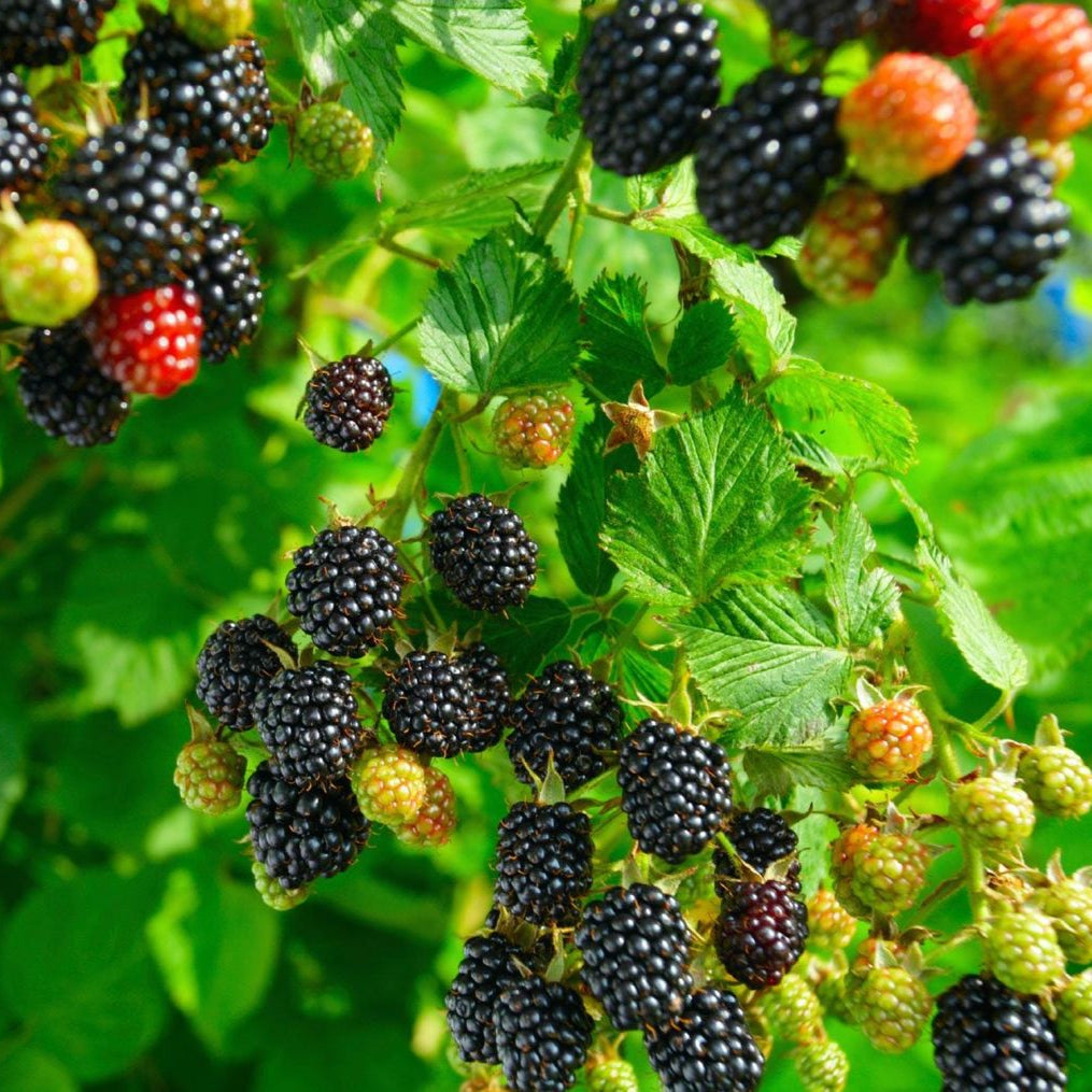 Brombeerfruchtsamen