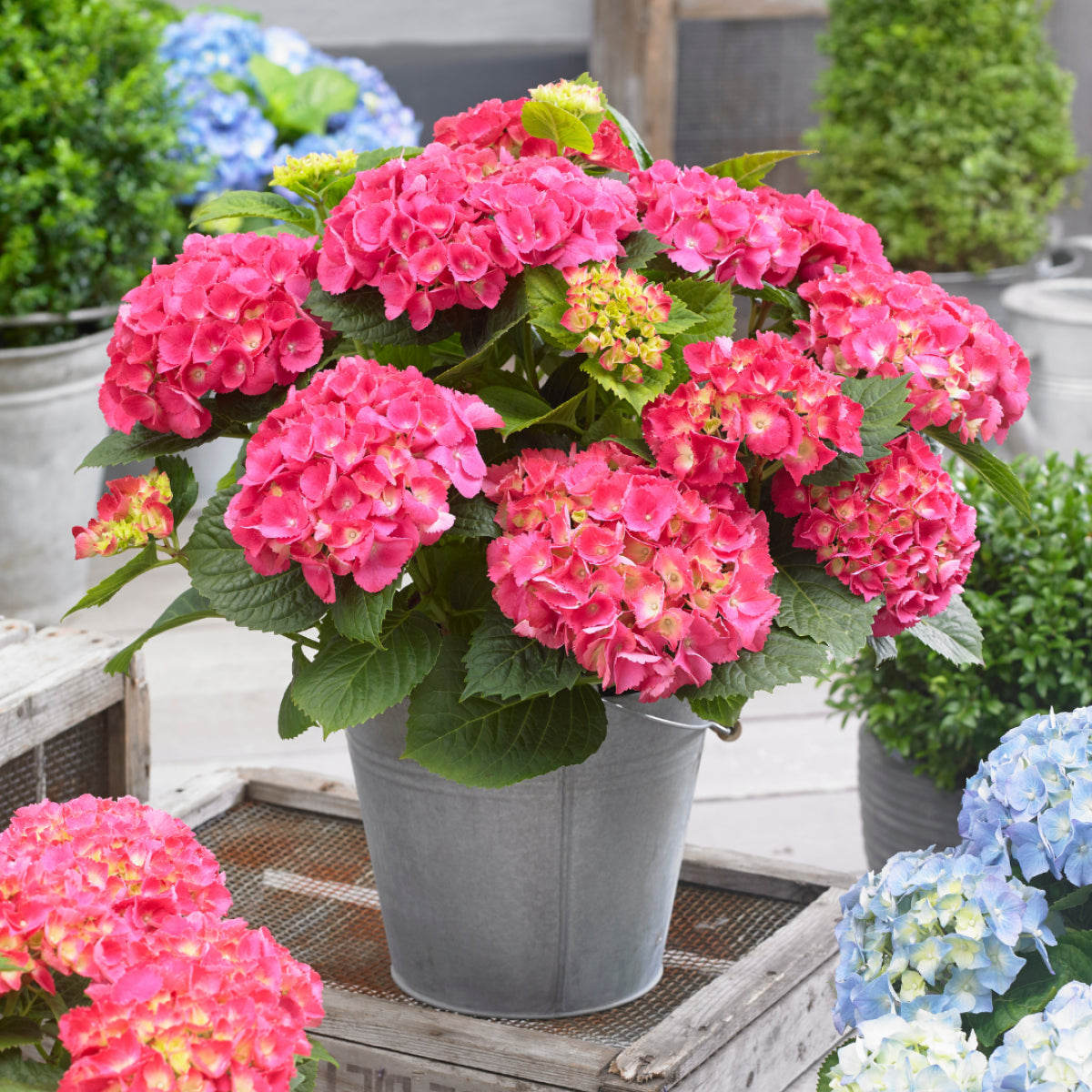 Hydrangea Macrophylla Flower Seeds for Planting – Heirloom, Non-GMO, Perennial, Easy to Grow