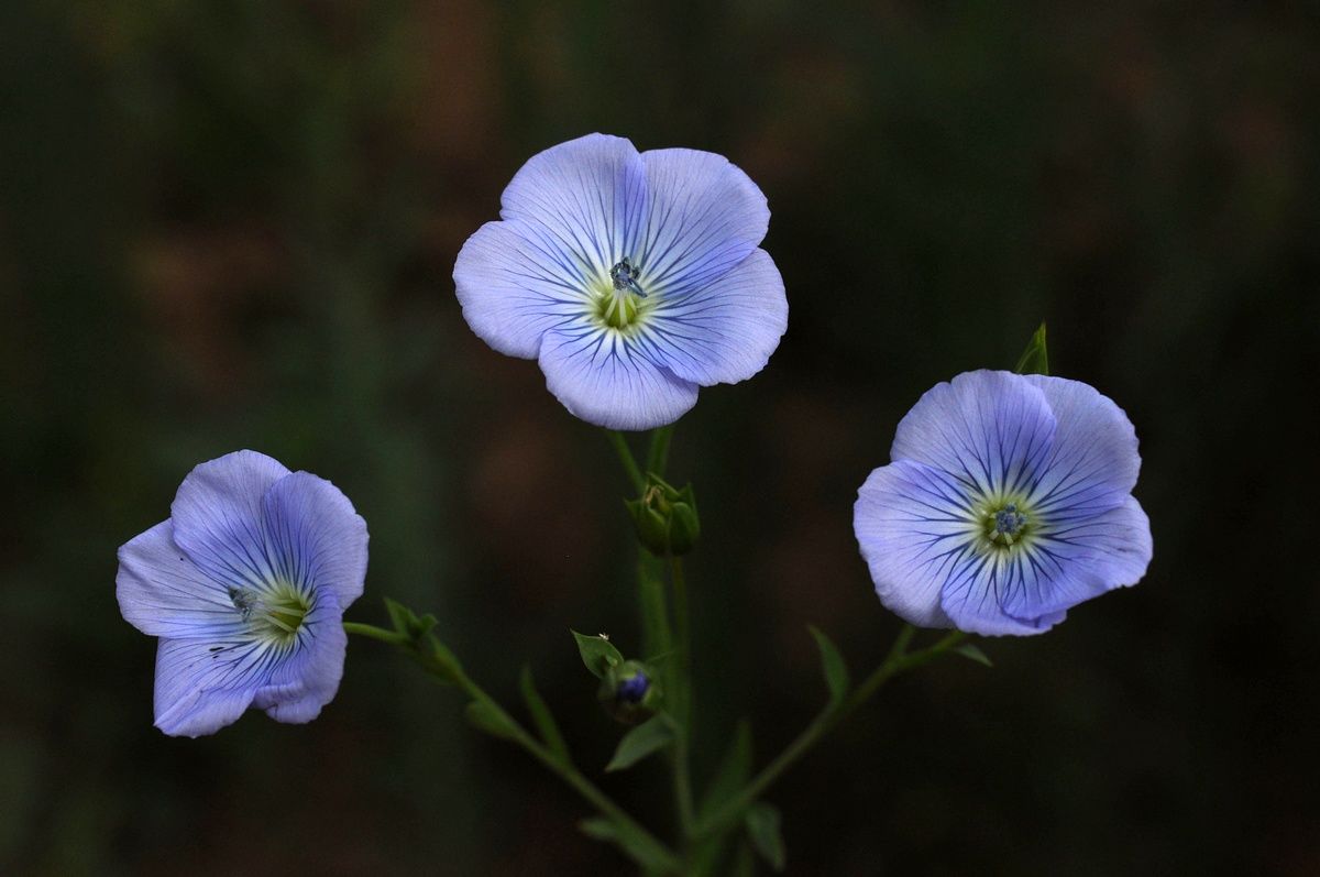 Usitatissimum Seeds Planting and Growing Guide