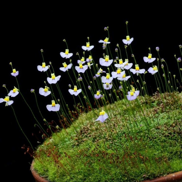 White Utricularia Bisquamata Flower seeds for Planting - Compact Growth, Heirloom & GMO Free Seeds for Home Garden
Sale for planting in home garden