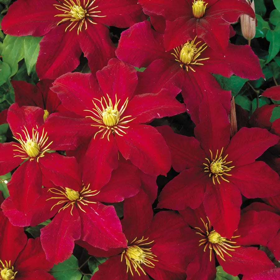 Bright Red Clematis Flower Seeds