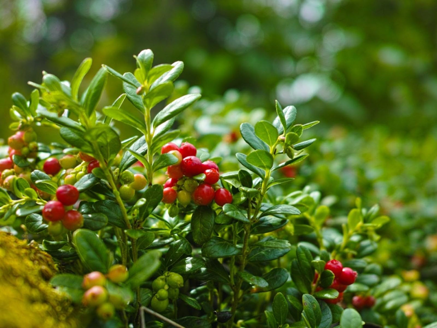 Vaccinium Macrocarpon Planting Fruit Seeds for Tart Berries