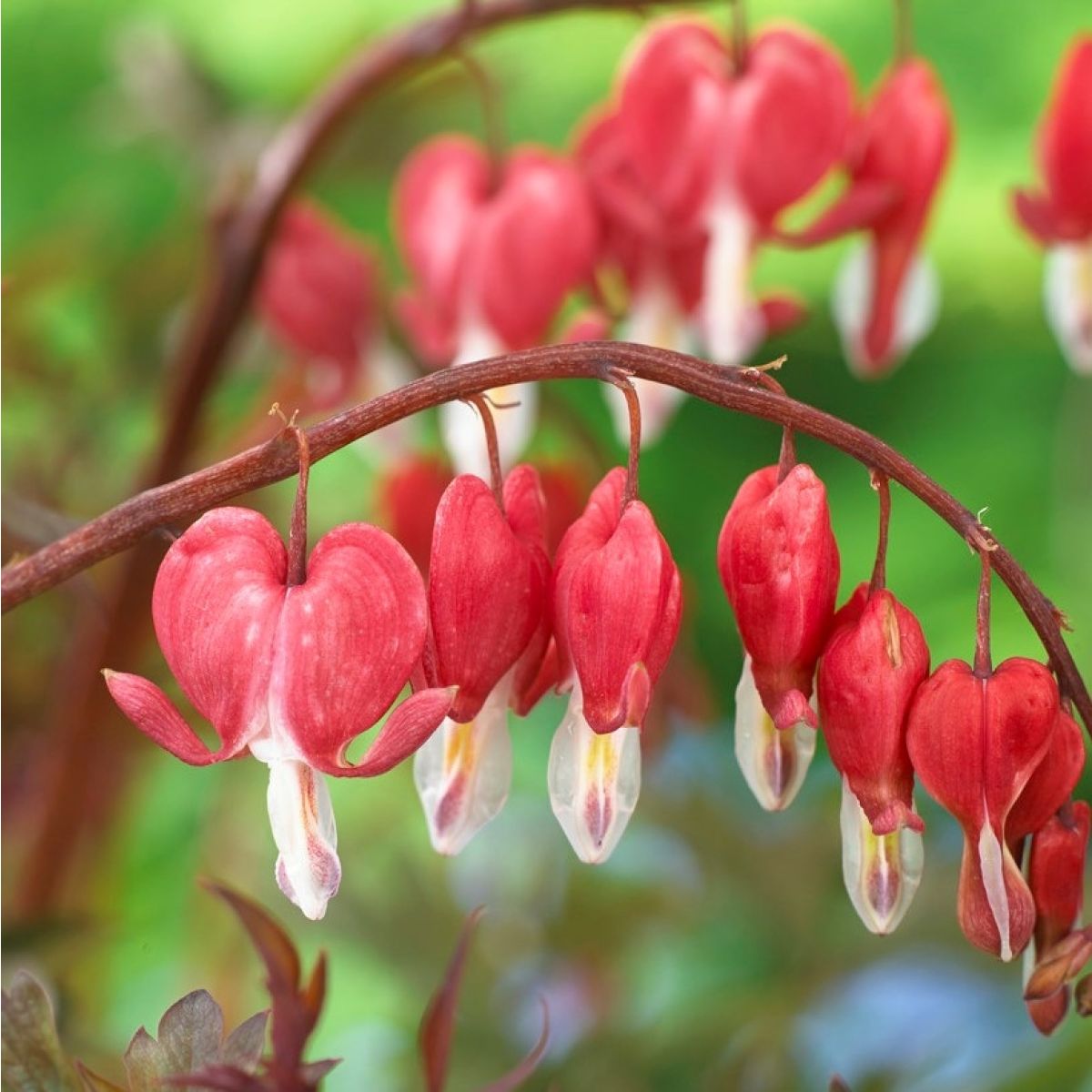 Dicentra Formosa Herb Seeds