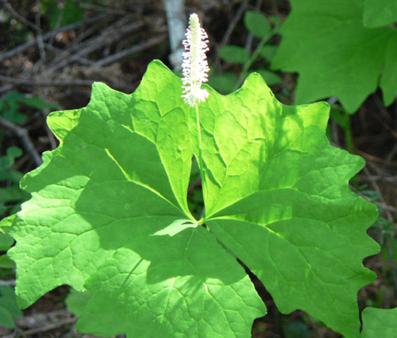 Vanilla Leaf (Achlys triphylla) Deer Foot Vanillaleaf Fragrant Foliage White Shade Groundcover Flower Seeds
