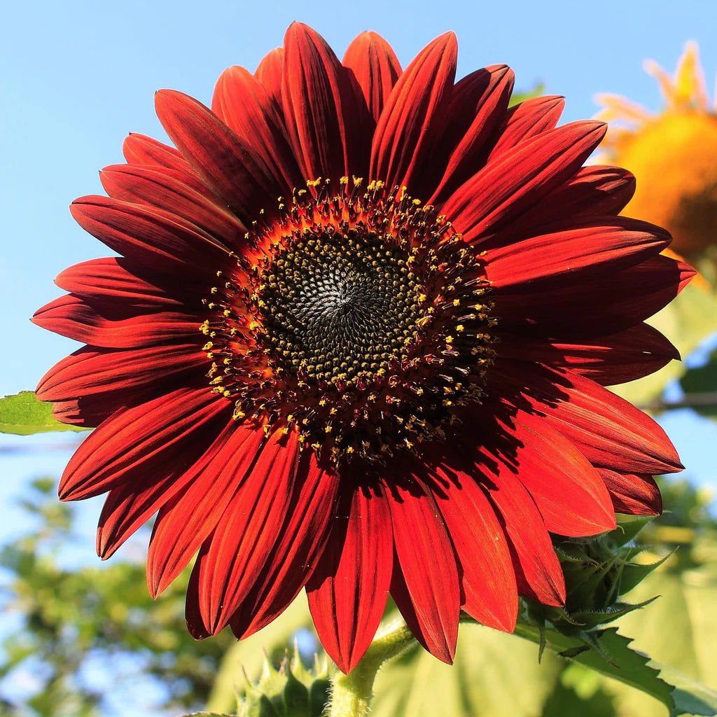 Maroon Sunflower Seeds