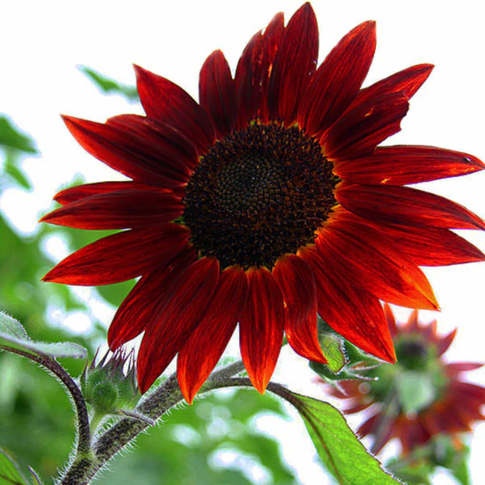 Velvet Queen Sunflower Seeds