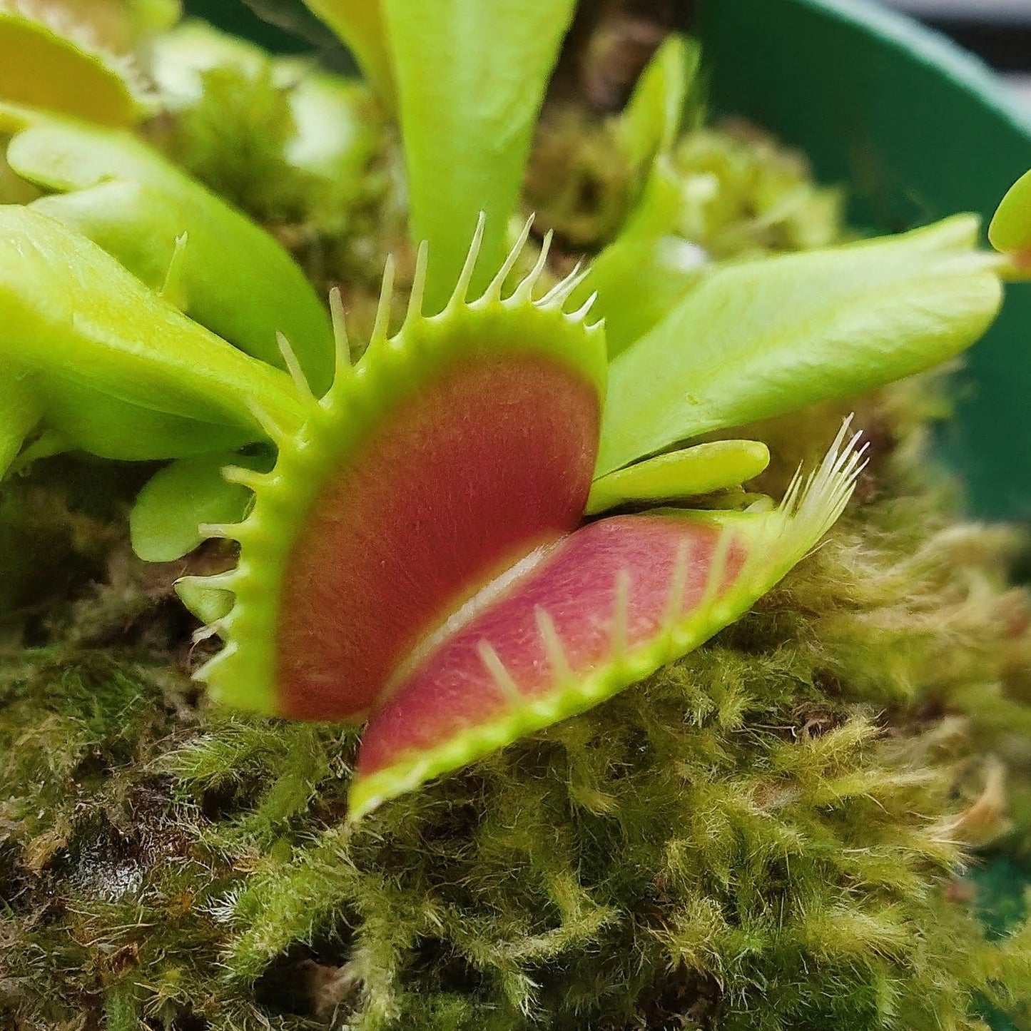 Venus Flytrap Seeds – Carnivorous Indoor & Outdoor Plants, Full Sun