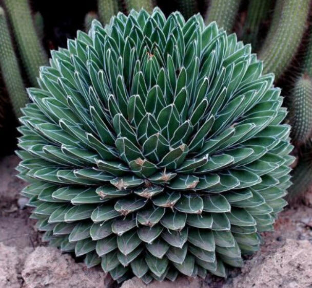 Victoriae Plant Seeds: Cultivate Stunning Greenery for Your Garden or Home