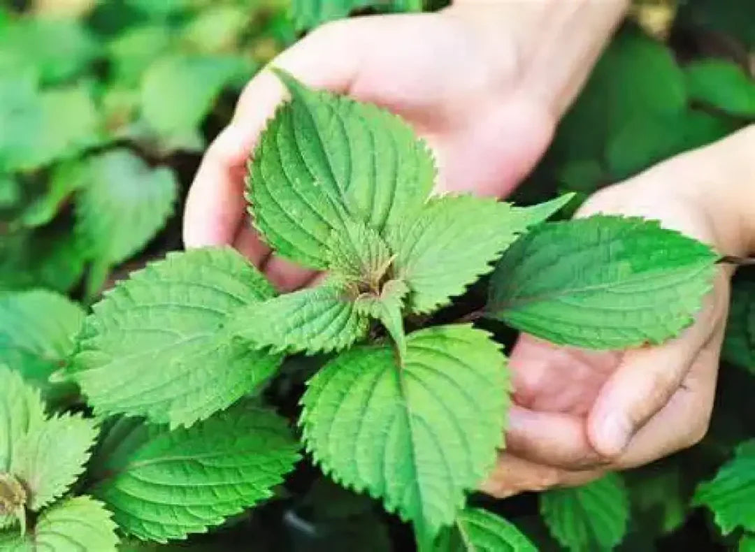 Elsholtzia Ciliata Herb Seeds
