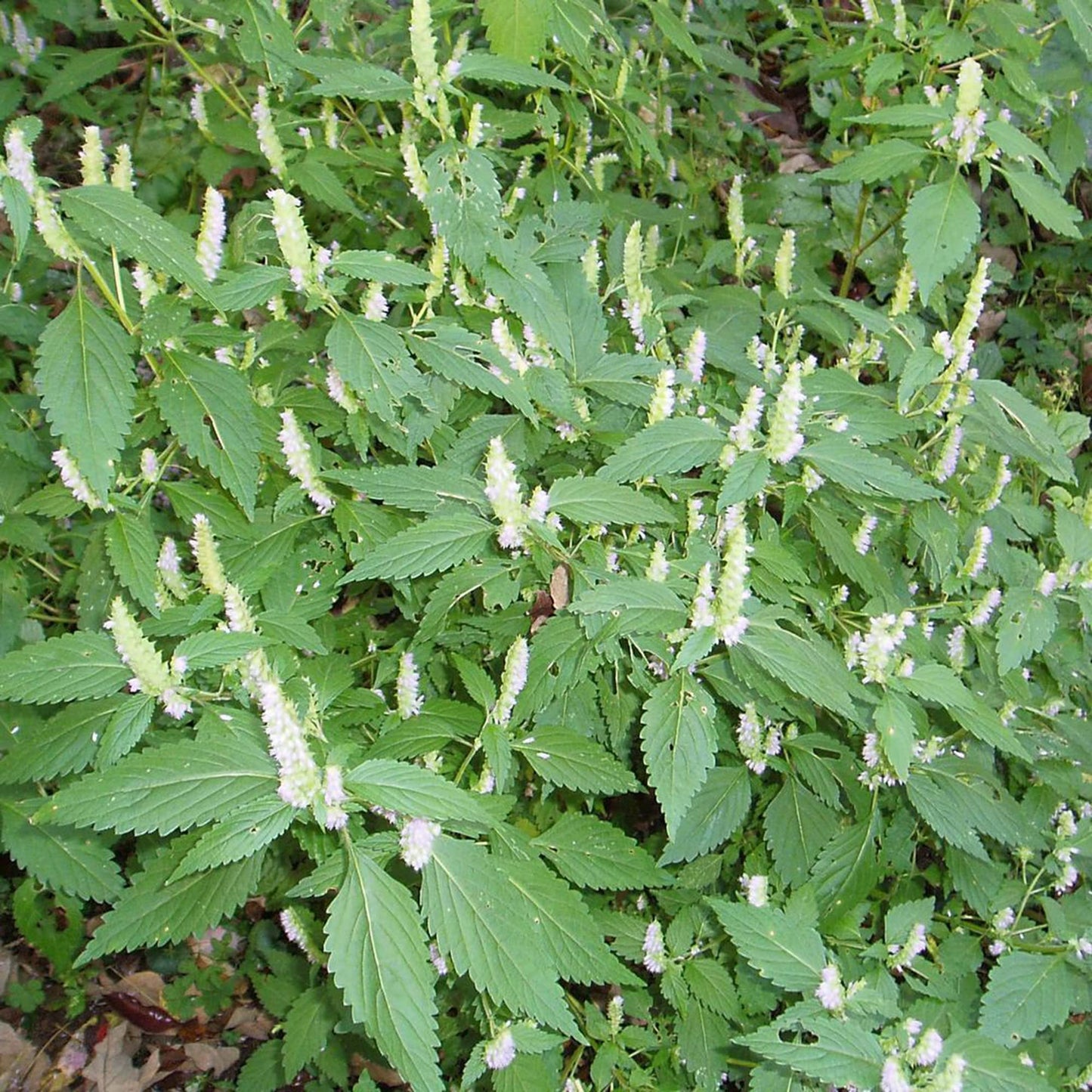 Vietnamese Mint Persicaria odorata Plant Seeds