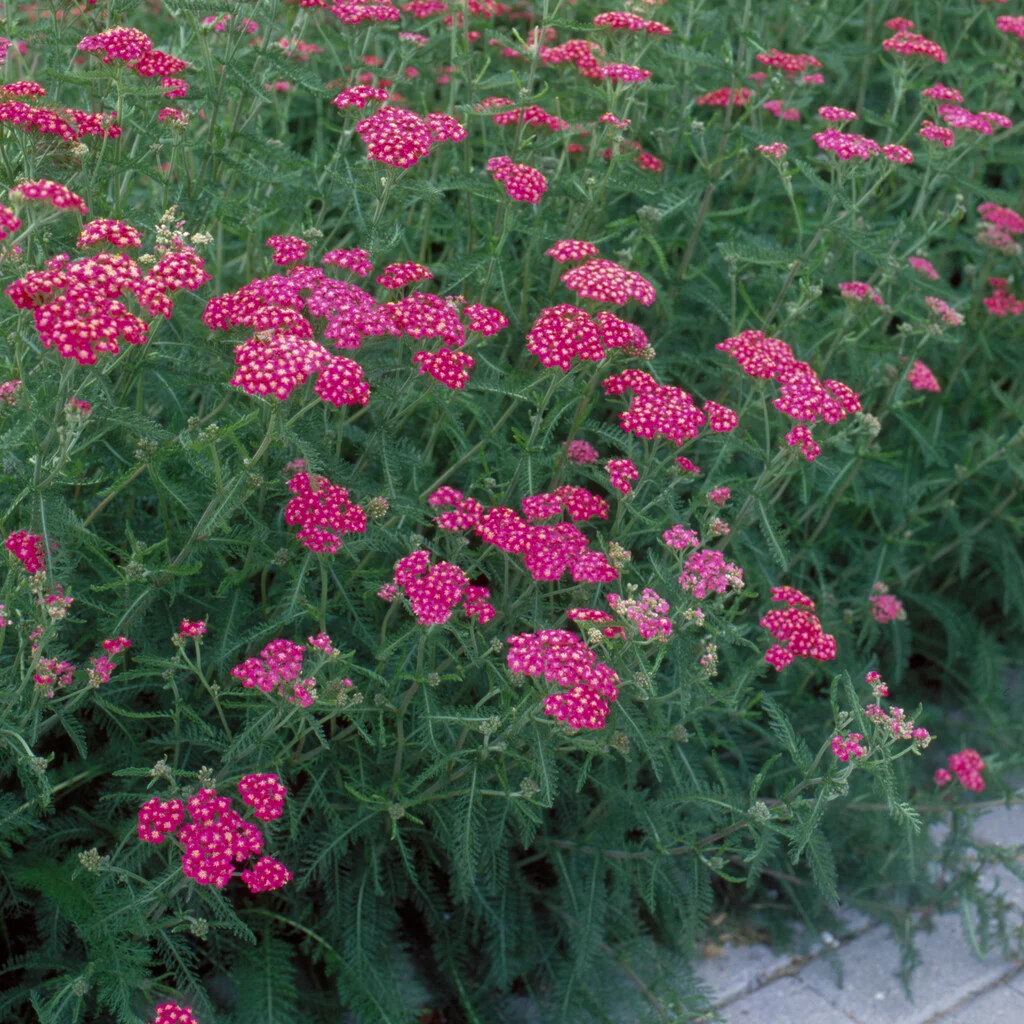 Achillea 'Cerise Queen' Seeds - Vibrant Pink Perennial with Large Flower Clusters
