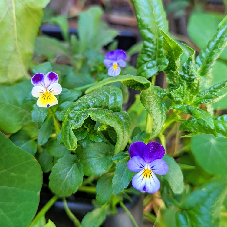 Johnny Jump Up Flower Seeds