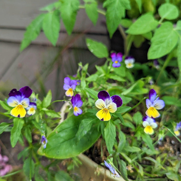 Johnny Jump Up Flower Seeds