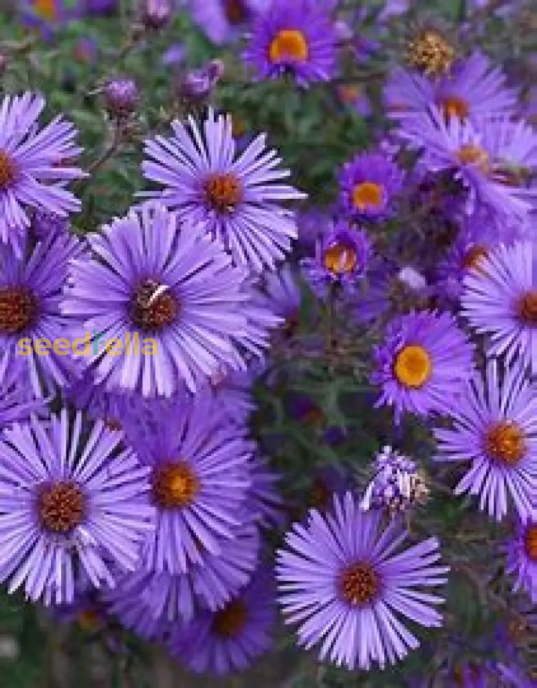 Violet Aster Seeds For Easy Planting Flower