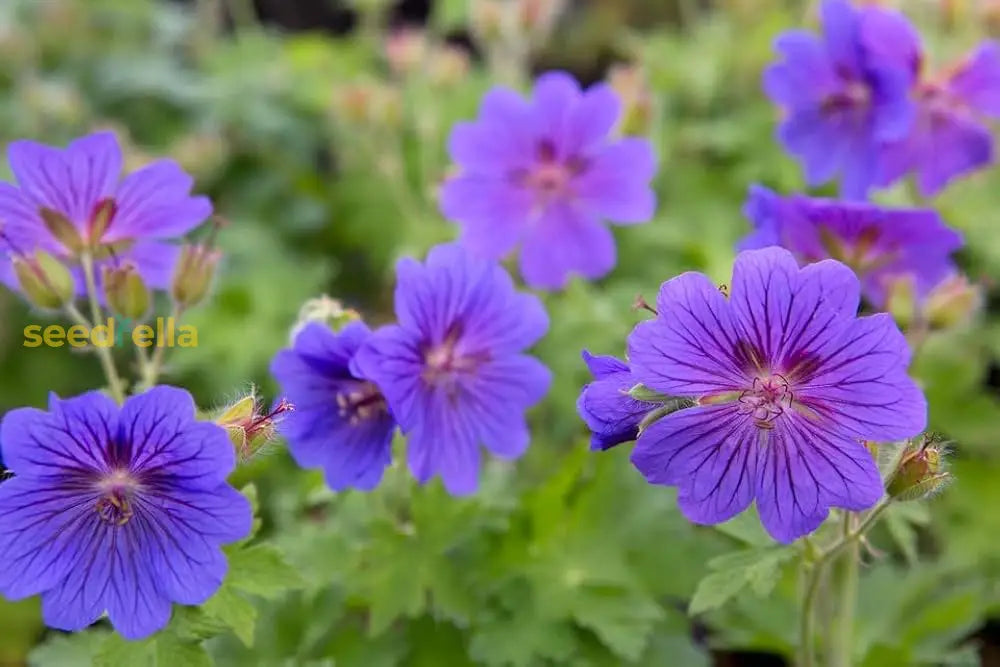 Violet Climbing Geranium Seeds For Planting Enhance Your Garden Flower