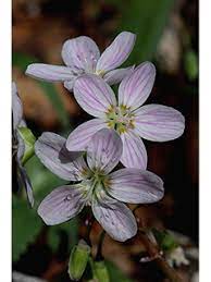 Virginia Spring Beauty (Claytonia virginica) Eastern Fairy Pink Striped Native Grass Shade Flower Herb Seeds