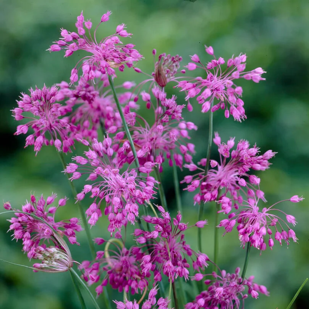 Keeled Garlic Flower Seeds