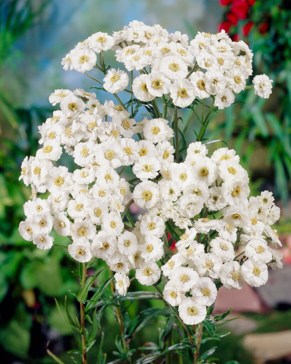 Achillea 'The Pearl' Seeds - Elegant White Perennial with Delicate Flower Clusters