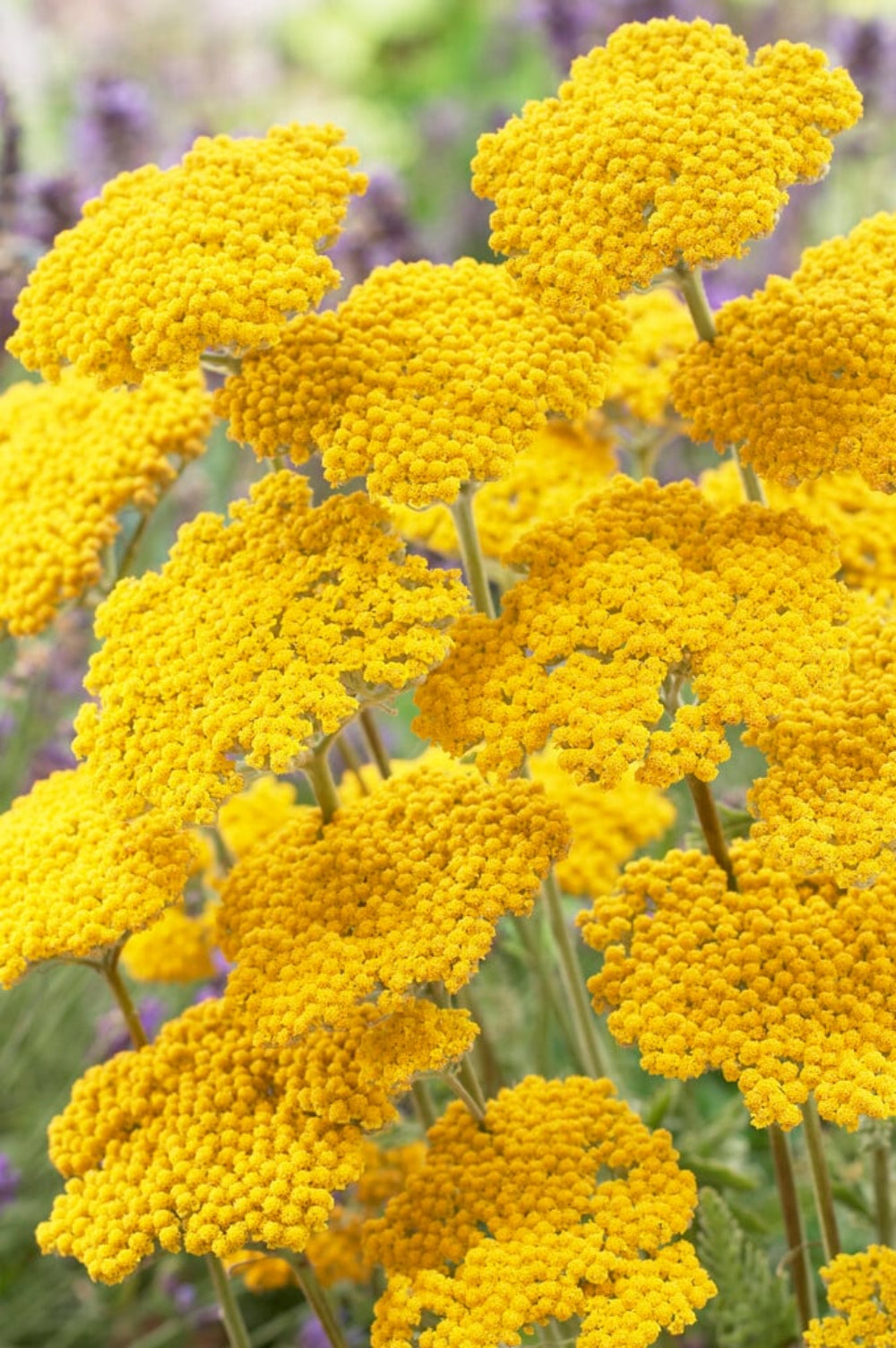 Achillea 'Coronation Gold' Seeds - Bright Yellow Perennial with Hardy, Long-Lasting Blooms