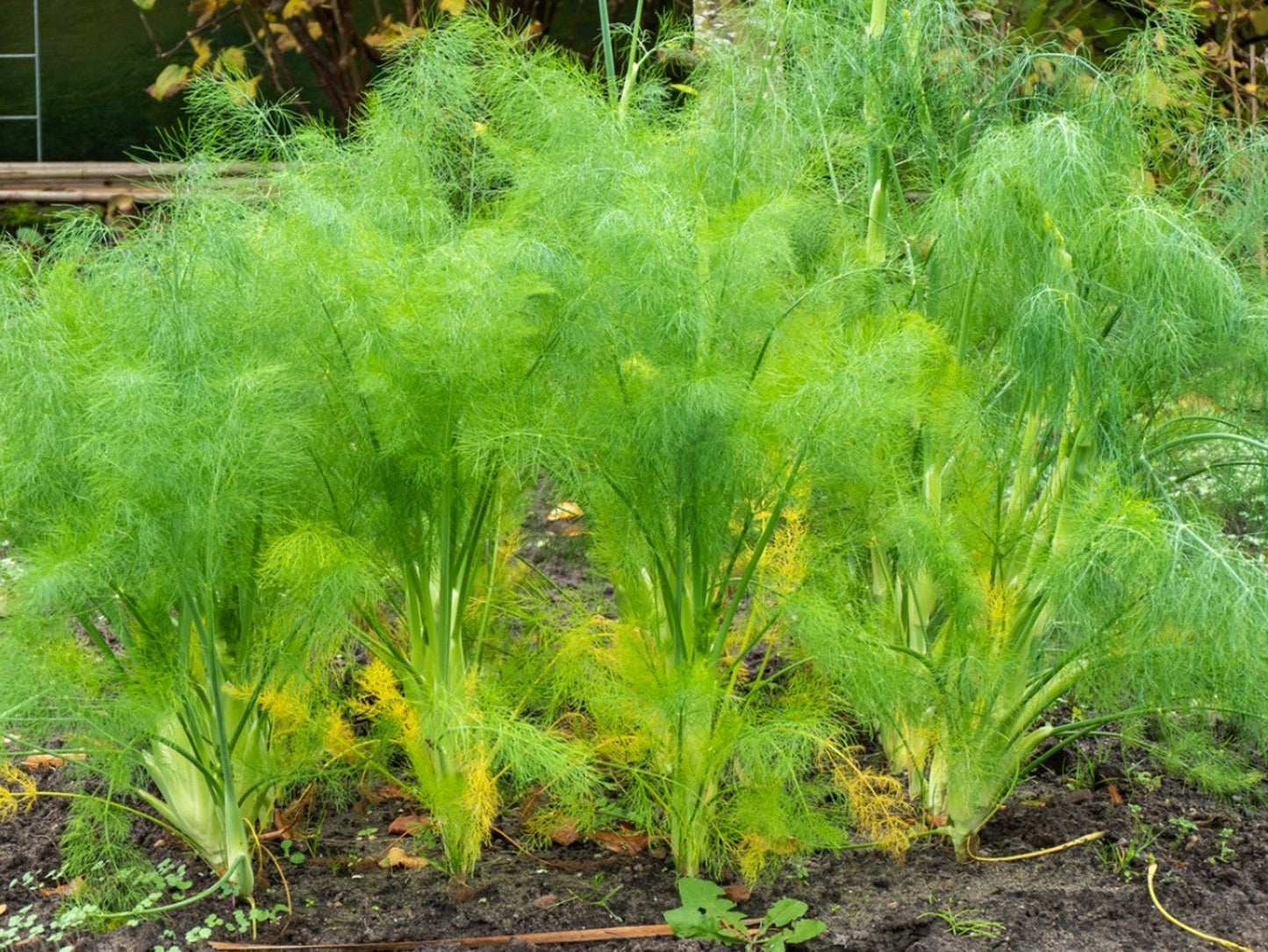 Common Fennel Herb Seeds